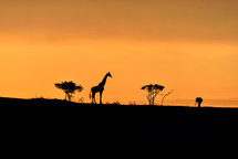 Trees, giraffe and male photographer silhouette on a hill at sunrise