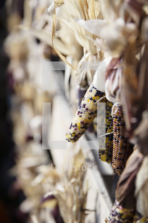 Cheerful and Colorful dried Indian Corn in a basket as decoration for
