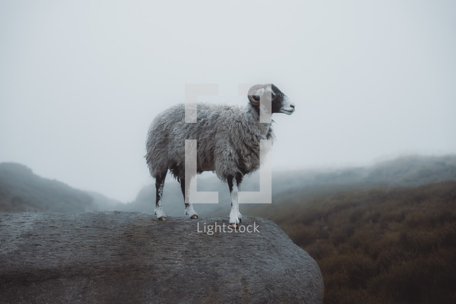 Ram standing on a rock in a mountain landscape, male sheep, mountain goat