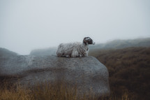 Ram sitting on a rock in the Peak District National Park, mountain wildlife landscape photograph