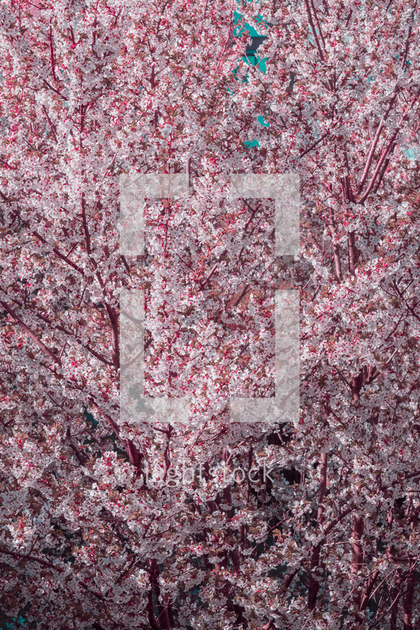 pink spring blossoms background 