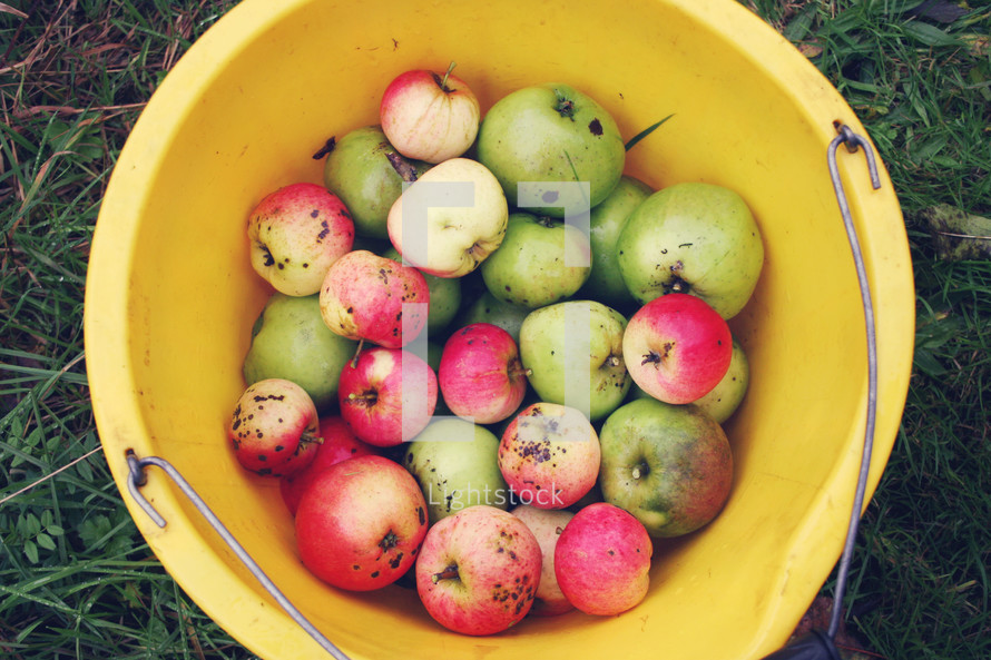 apples in a bucket 