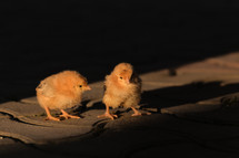 baby chicks 