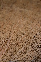 coral texture 