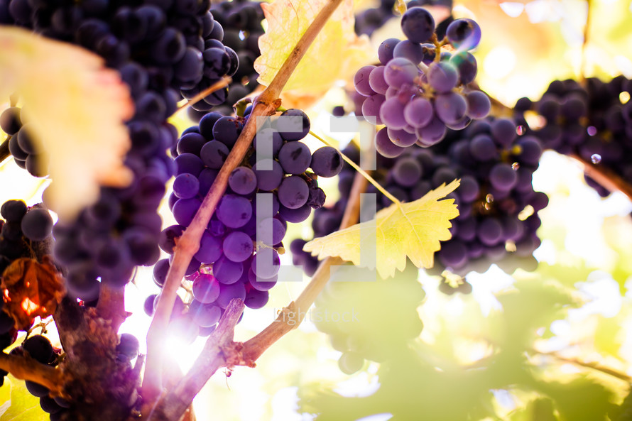 grapes on a vine 