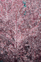 pink spring blossoms background 