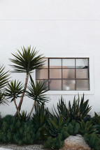 palms and window 