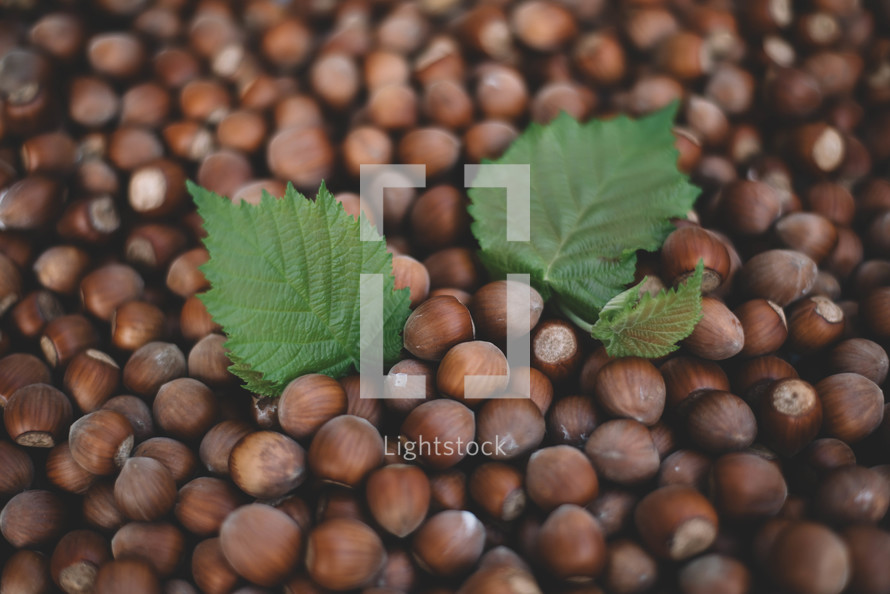 Hazelnut background with green leaf