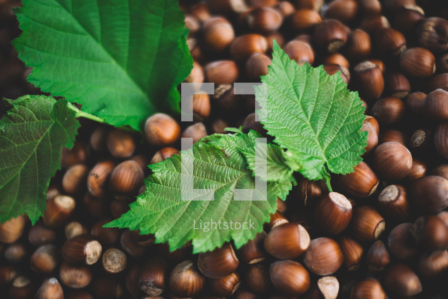 Hazelnut background with green leaf