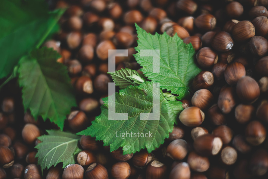 Hazelnut background with green leaf