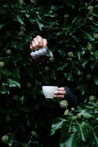 hands through a bush pouring cream into coffee mug