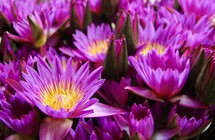 Purple lotus flowers 