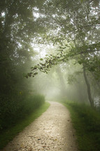 path through a foggy forest 