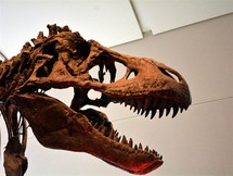 dinosaur skull
