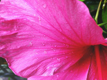 water droplets on a pink flower 