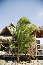 palm trees and straw roof porch on a beach 