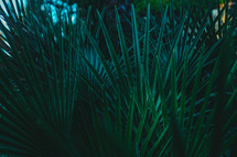 palm fronds 