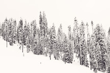 trees on a mountainside in snow 
