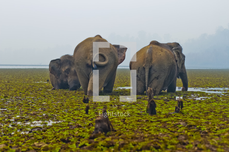 elephants in a swamp 