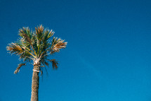 palm tree and a blue sky