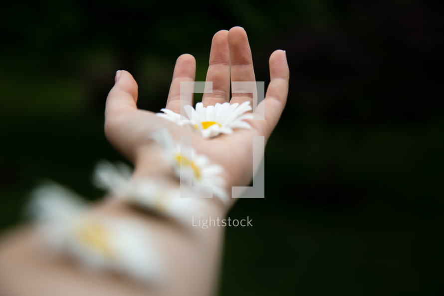 white daisies on a woman's arm 