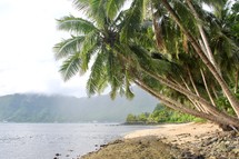 palm trees on a tropical beach 