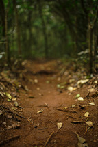 dirt path in a forest 