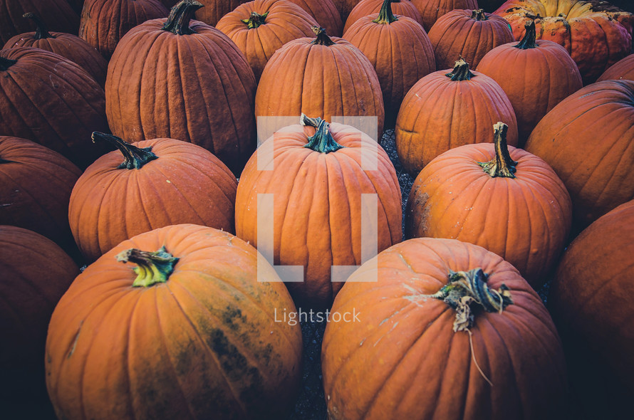orange pumpkins in a pumpkin patch 