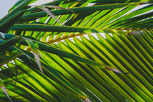 palm fronds in sunlight 