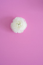 white flower on pink background 