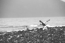 black and white of shore and gulls