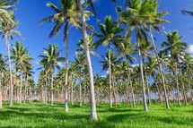 palm tree forest 