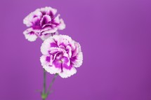 purple flowers against a purple background 