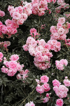 pink rose bush 