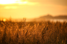 a yellow sky at sunset over a field of grains 