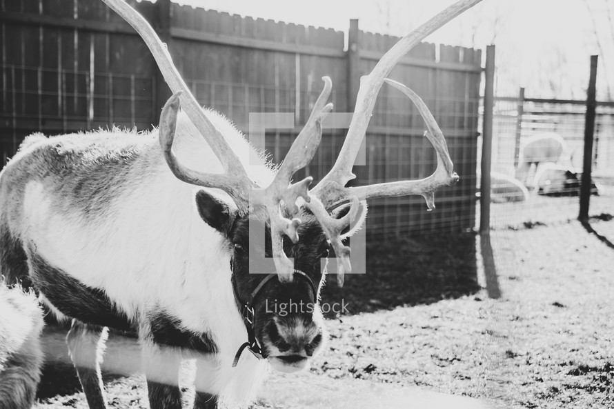 Reindeer in a pen - black and white