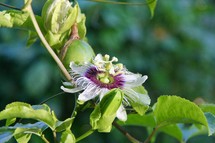 Passion Fruit Flower and Fruit 