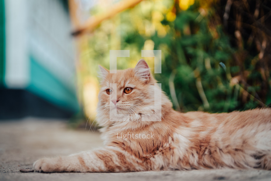 Beautiful portrait of orange or red cat lying on ground. Fluffy young pet, summer. High quality photo