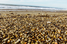 broken shells on a beach 