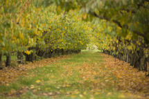 orchard in the fall 