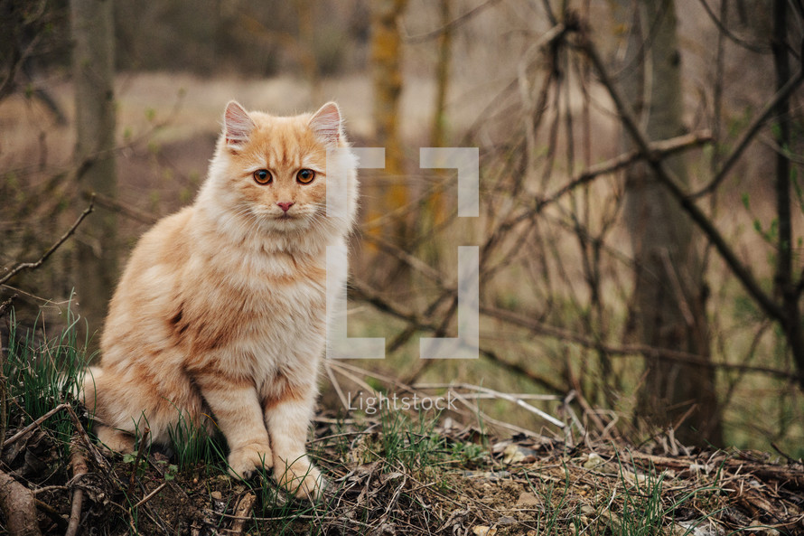 Cute domestic orange cat sitting in forest alone. Green eyes, fluffy hair. Pretty portrait of lovely pet. High quality photo