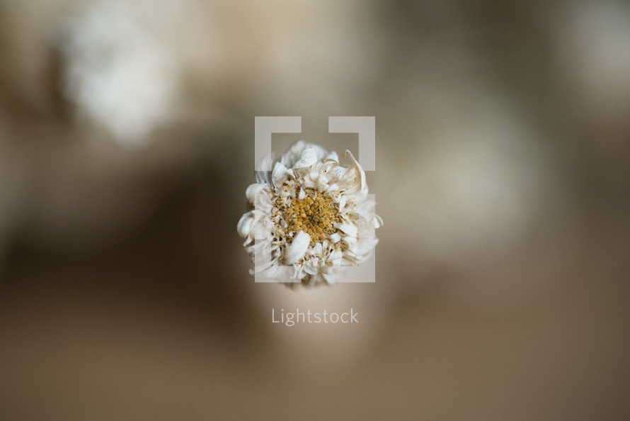 A small dried unripe rose, Dried roses on a brown background