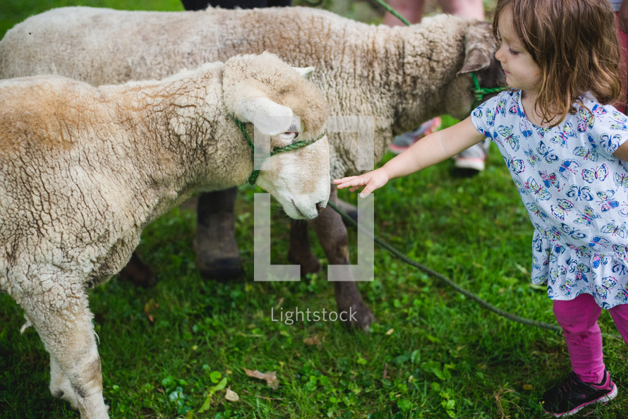 a toddler petting a sheep 