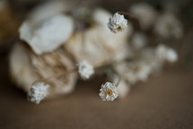 A small dried unripe rose, Dried roses on a brown background