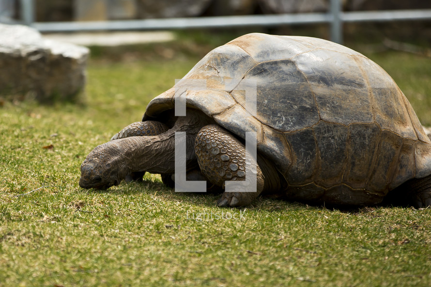 grazing tortoise 