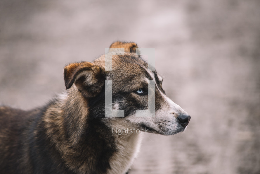 Dog with angry eyes, Domestic dog yawning, Brown homeless dog