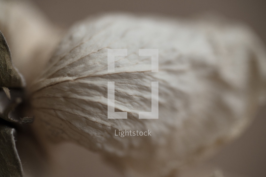 Wilted Rose With Soft Background, A small dried unripe rose, Dried roses on a brown background