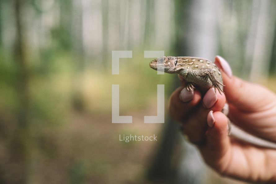 Lizard in female hands. Beautiful reptile. Exotic tropical animals concept. High quality photo.