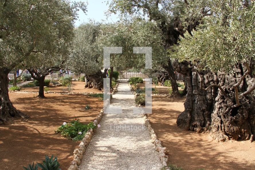 Garden of Gethsemane 