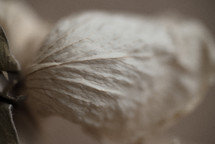 Wilted Rose With Soft Background, A small dried unripe rose, Dried roses on a brown background